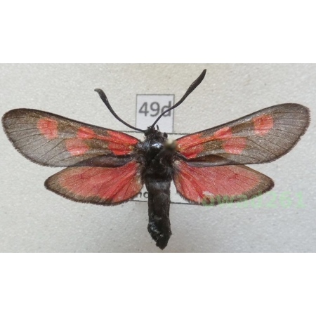 Zygaena trifolii (Esper, 1783) Czech49d
